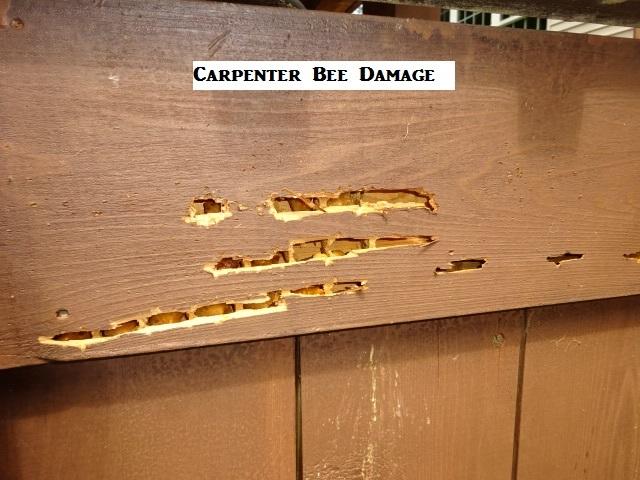 Carpenter Bee Damage