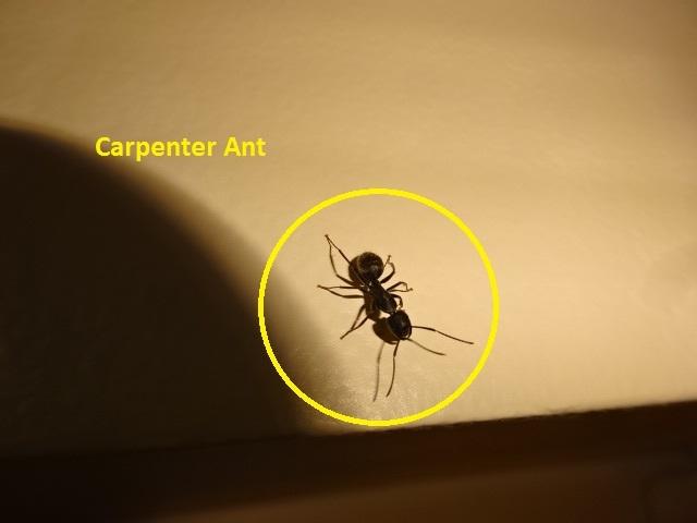 Carpenter Ant