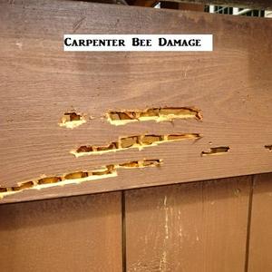 Carpenter Bee Damage