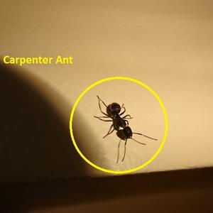 Carpenter Ant